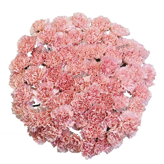 Гвоздика стандарт розовая — фото 2